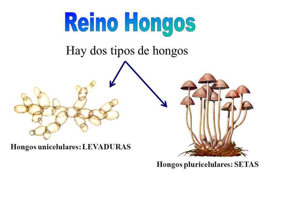 levaduras hongos tipos